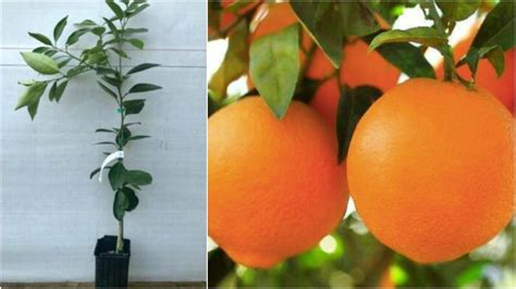 Dwarf Glen Navel Orange Tree 26 30 Tall Live Citrus Plant 1
