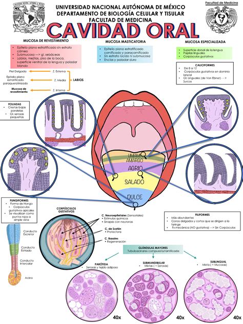 Infografia Cavidad Oral Histo Epitelio Plano Estratificado Cornificadoy Paracornificado Sin