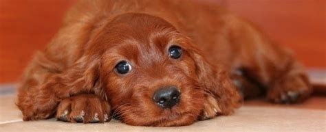 Everything About Your Irish Setter Luv My Dogs