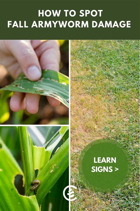 Learn How To Spot Fall Armyworm Damage And Learn How To Get Rid Of