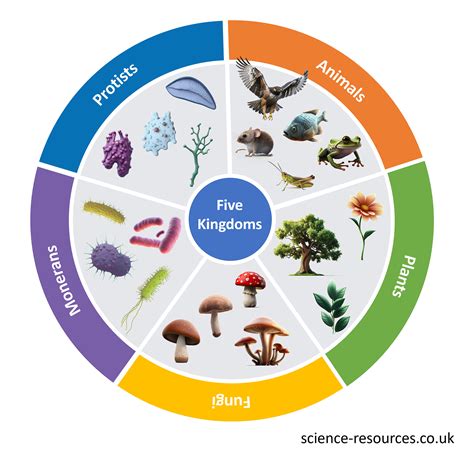 Science Resources Kingdoms And Classifications