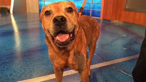 Pet Of The Week 10 Year Old Rottweiler Mix Named Deuce
