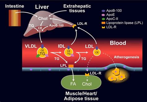 Lipoprotein Function Types Lipoprotein A Test And Lipoprotein Lipase