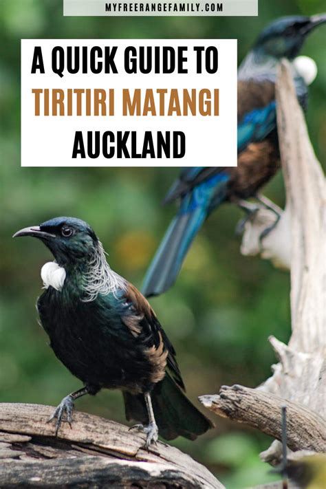 A Quick Guide To Tiritiri Matangi Island Bird Sanctuary In New Zealand