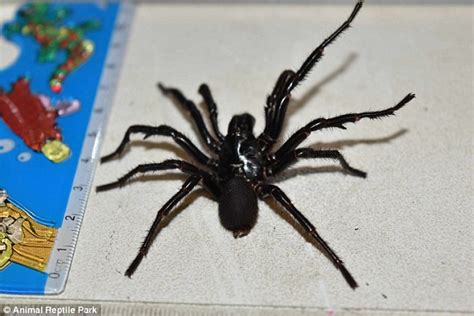 Huge Funnel Web Spider Found In Newcastle And Taken To Australian