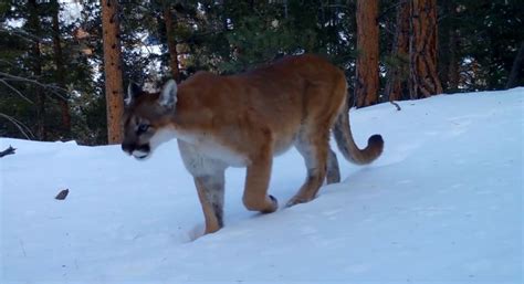Video Of The Week Incredible Footage Of Mountain Lions Coyotes And