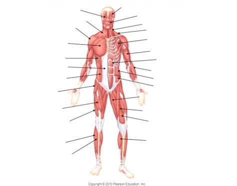 Anterior Muscles Of The Human Body Quiz