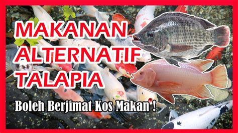 Ternak Ikan Tilapia Merah Dalam Tangki Madeleine Hemmings