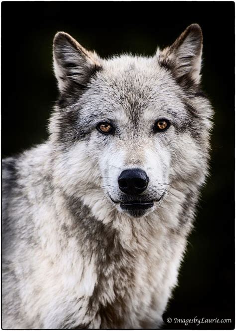 Portrait Of A Wolf Wolf Photos Wolf Husky Wolf Pictures