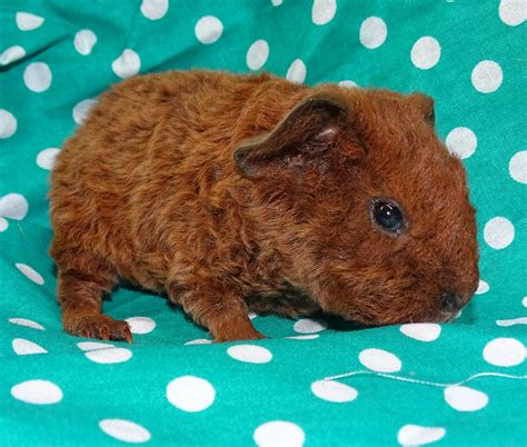 Teddy Or Rex Guinea Pig Rodents For Sale Abilene Ks 277582