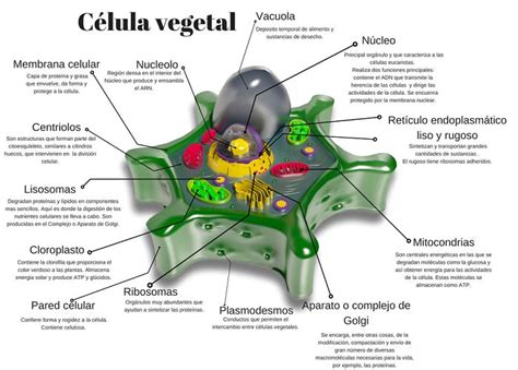 Definicion De Celula Vegetal Venios