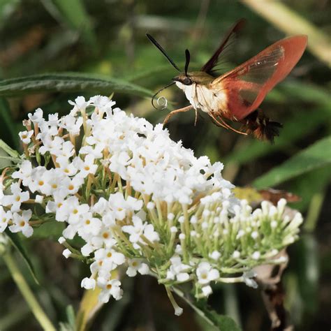 Clearwing Hummingbird Moth Photograph By Clifford Pugliese Fine Art