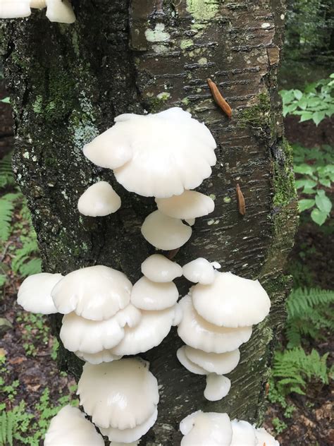 Wild Oyster Mushrooms All Mushroom Info