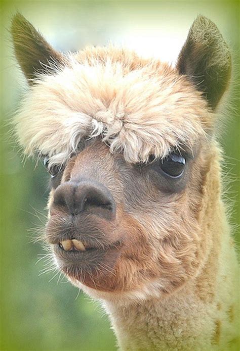 The 21 Sexiest Alpacas On The Planet I Had No Idea They Were So Stylish