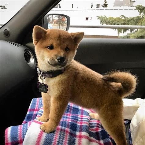 Akita inu puppies are native japanese breed dogs originating from the north part of japan. Shibu Inu Puppy | Doggy And Friends | Pinterest | Shiba puppy, Shiba and Doge