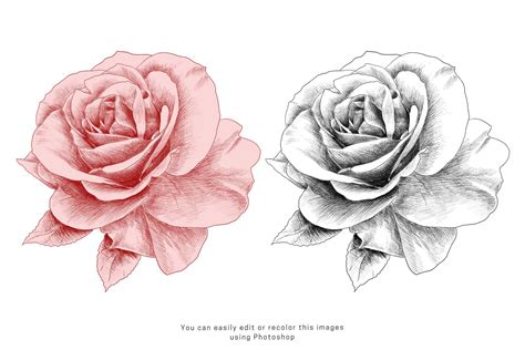Roses Pencil Drawing Roses Drawing Pencil Drawings Flower Illustration