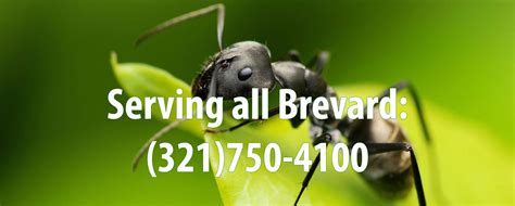 We have been established for over 25 years and pride ourselves in delivering the highest standards possible. Termite & Pest Control Service Company Melbourne FL ...