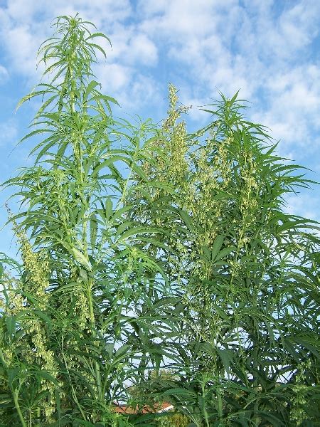Stay in new world wuhan hotel located in hankou, wuhan's central business district. Cannabis sativa Cultivar Kultur-Hanf 2 | ENJOINT