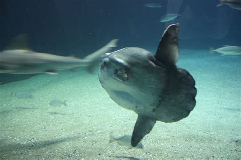 Der mondfisch (mola mola von lat. Gabriel's Environment: Pez luna - Ocean Sunfish - Mondfisch