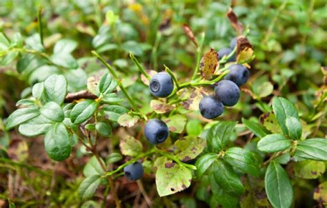 Huckleberry Plant Care How To Plant And Harvest Huckleberries