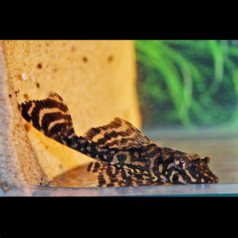 Gold Spotted Pleco L001 Pterygoplichthys Joselimaianus Aber Aquatic