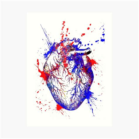 lámina artística corazón humano anatomía del corazón arte médico corazón acuarela corazón