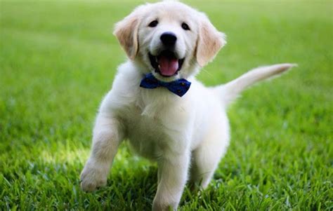 Golden retrievers are easy to train and do not do well with harsh treatment. The CUTEST Golden Retriever Puppies You've EVER Seen ...