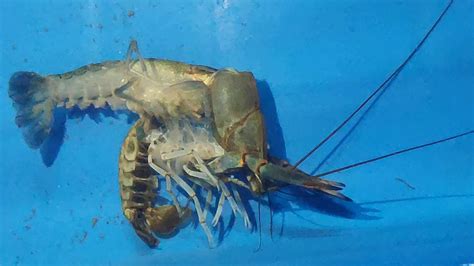 Dalam budidaya lobster air tawar, penanganan dan penetasan telur harus diperhatikan. kulit udang kara air tawar - YouTube