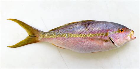 Fish Of Florida Yellowtail Snapper Ocyurus Chrysurus Species Profile