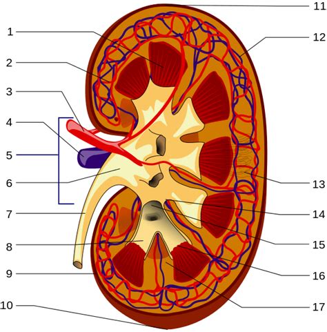 How to use spleen in a sentence. Kidney clipart spleen, Kidney spleen Transparent FREE for ...