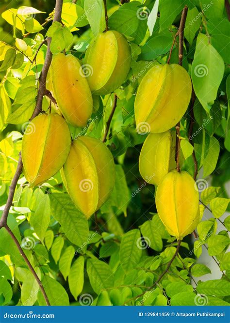 Star Fruits Hanging On The Tree Stock Image Image Of Sour Food