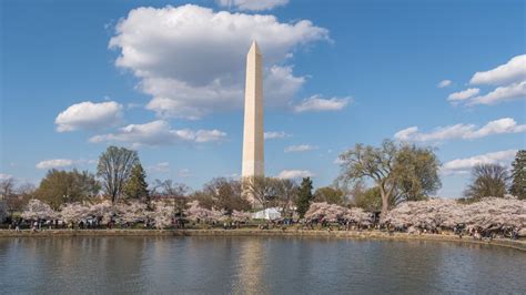 Cherry Blossom In Washington Dc Smithsonian Photo Contest