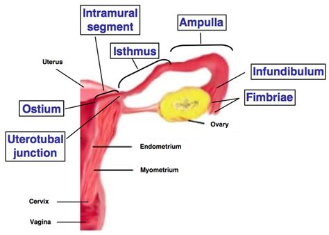 The Part Of The Fallopian Tube Closest To The Ovary Is