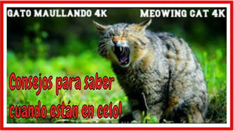 Gato Maullando Fuerte En Celo Sonido Animal Loud Meowing Cat Sound
