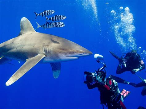 10 Best Places to Swim With Sharks - Photos - Condé Nast Traveler