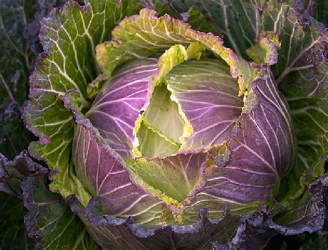 A freeze or frost is when the nighttime temperature is between. Cabbage 'January King No 3'- French heirloom - Cold-Hardy ...