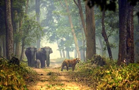 The Dudhwa National Park And Tiger Reserve Traveltriangle