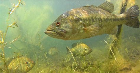 Freshwater Fishes Of North America Quiz