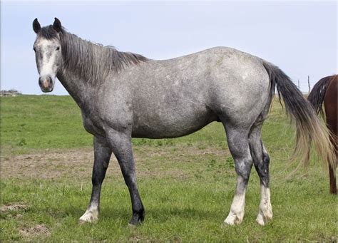 Online since 2005, horseguide australia is the leading equine classifieds website with the top horse deals on horses for sale, saddles, gear, floats and more. Pin en Horses