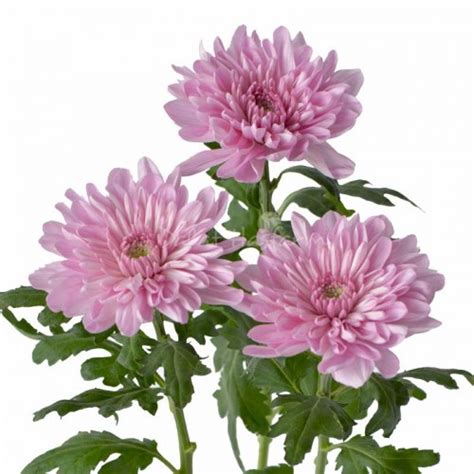 Standard Chrysanthemum Dalat Hasfarm®