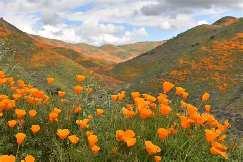 Earth Is Beautiful On Twitter California Poppy California Art