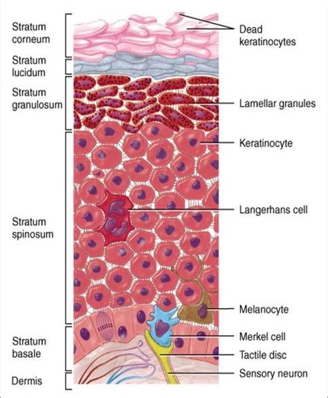 Integumentary System Facts Now Lets Talk About The Dermis The