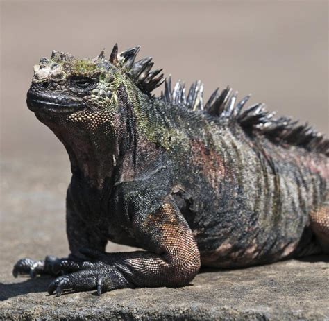 Video's direct beschikbaar in 4k en hd voor elke nle. Ecuador: Galápagos - Begegnung mit Echsen aus der Urzeit ...