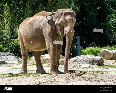The Asian Elephant Elephas Maximus Also Called Asiatic Elephant Is