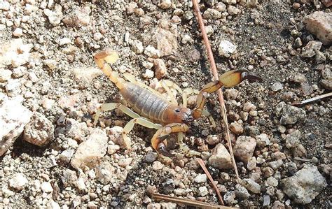 How Dangerous Are Scorpions In Livermore