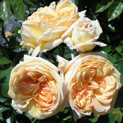 We did not find results for: Bare Root Roses | Trevor White Roses | Top Quality Direct ...
