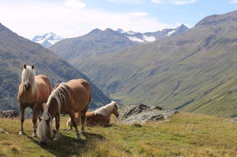 Idealer ausgangspunkt zum skifahren und für wanderungen und skitouren. Die 22 besten Bilder von Pension Reinstadler Vent | Dorf ...