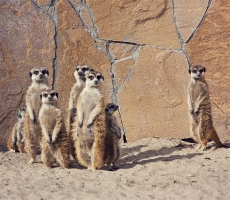 Meerkat Habitat Size Species And Diet With Pictures Animalspal