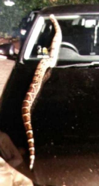 Look Boa Constrictor Escapes British Owners Home