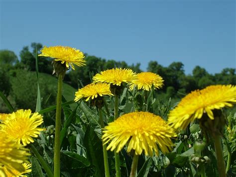 Bake the petals in cookies for a sweet treat. 5 Amazing Health-Boosting Uses For Dandelions - Off The ...